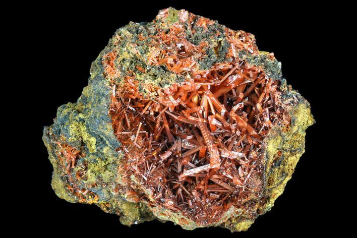 Bright Orange Crocoite Crystal Cluster - Tasmania #103804